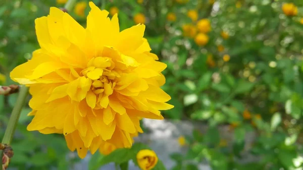 Vista de cerca de la hermosa flor amarilla sobre un fondo de hojas verdes — Foto de Stock