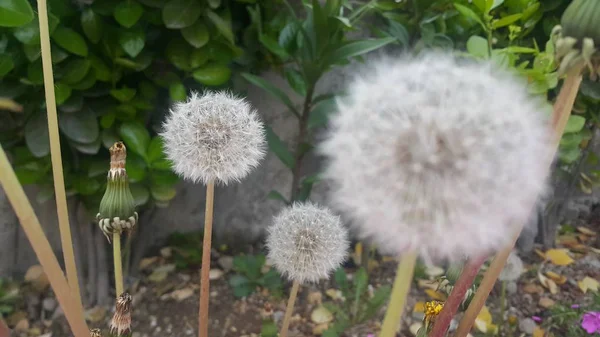 繊細なふわふわの花は、ぼやけた緑色の葉の背景に選択的に焦点を当てた — ストック写真