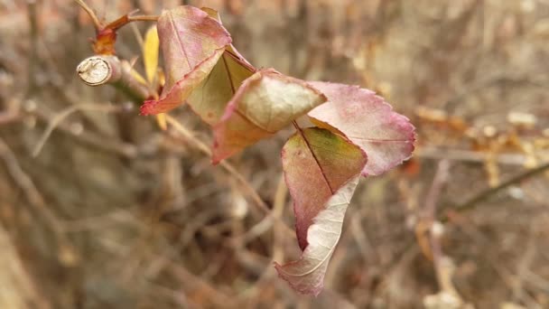 Feuilles de couleur brun automne dans les branches des arbres . — Video