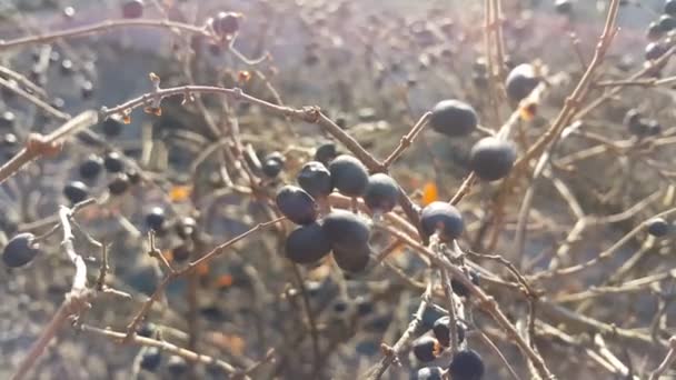 Vista de cerca de las bayas de fresno negro de montaña — Vídeos de Stock