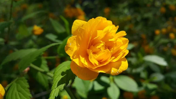 Vue rapprochée d'une jolie fleur jaune sur fond de feuilles vertes — Photo