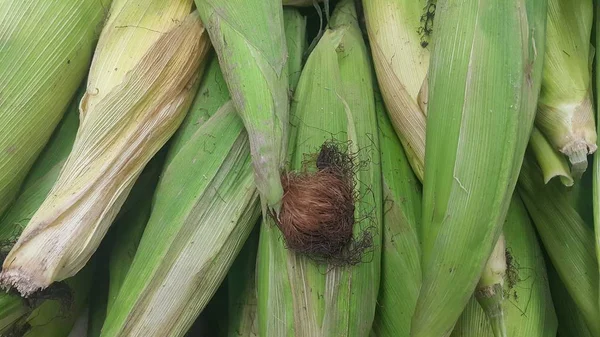 Vista de perto de espiga de milho cercada com folhas verdes Imagem De Stock