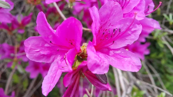 Vista de cerca de varias flores rosadas bajo la luz del sol con pétalos rosados — Foto de Stock