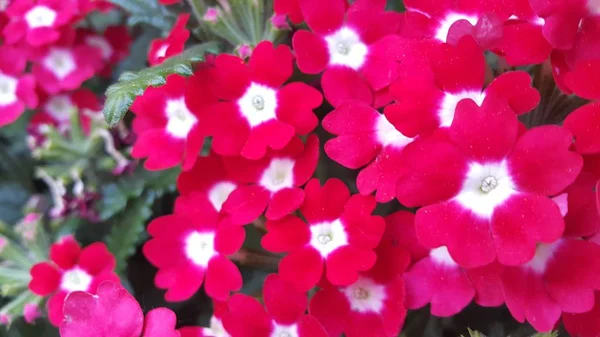 Czerwony kwiat z prętem i zielonymi liśćmi w tle — Zdjęcie stockowe