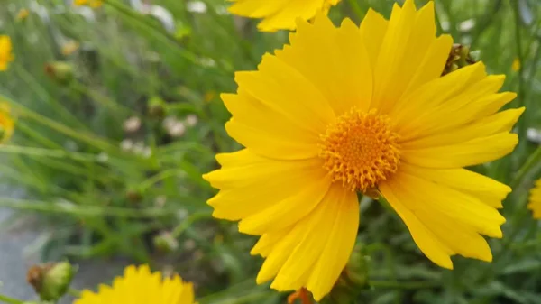 Vista de cerca de la hermosa flor amarilla sobre un fondo de hojas verdes —  Fotos de Stock