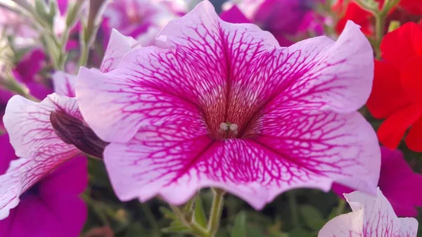 Vista da vicino di diversi fiori rosa sotto la luce del sole con petali rosa — Foto Stock