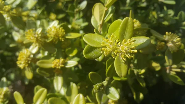 Vista de perto de folhas verdes na estação de primavera . — Fotografia de Stock