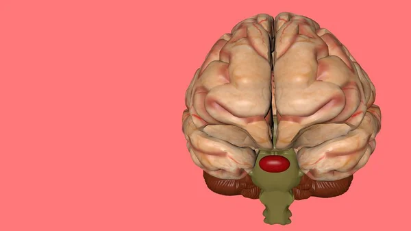 Anatomical 3D model of human brain for medical students.