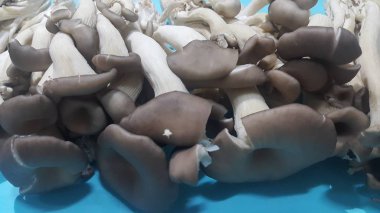 Taze hasat mantar büyük yığını closeup görünümü.