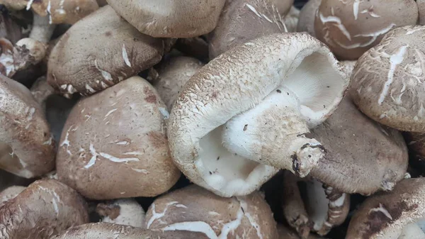 Closeup view of big pile of fresh harvested mushrooms. — Stock Photo, Image