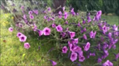 Yeşil yaprakları temiz havada hareket ile çiçek yağmur manzarası ile pencere cam üzerinde yağmur damlaları yakından görünümü