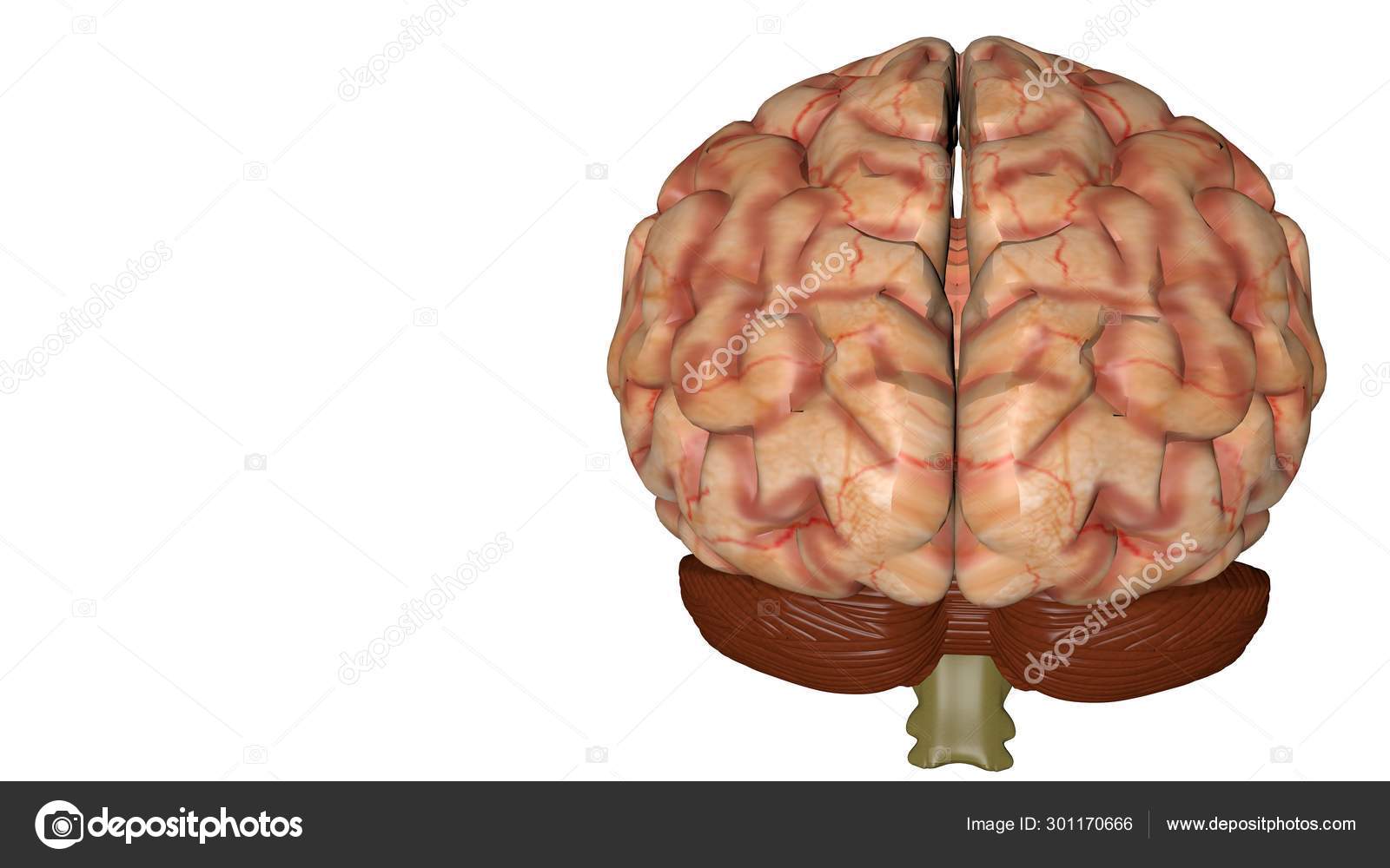 Anatomical 3d Model Of Human Brain For Medical Students Stock Photo C Photochowk 301170666