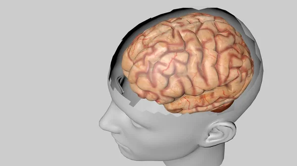 Modelo anatómico 3D del cerebro humano para estudiantes de medicina . —  Fotos de Stock