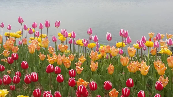 Bunte Blumen an einem Strand am Meer gepflanzt — Stockfoto