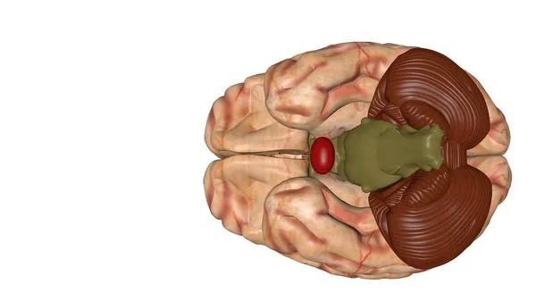 Anatomiczny model 3D ludzkiego mózgu dla studentów medycyny. — Zdjęcie stockowe