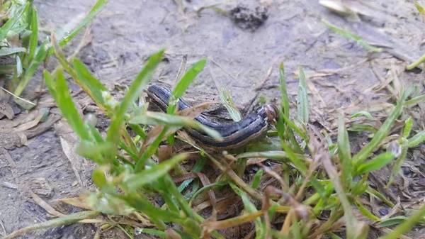 Vue rapprochée d'un ver noir gris mangeant des feuilles vertes dans une terre agricole — Photo