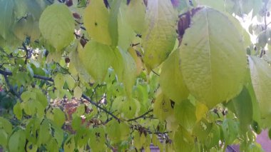 Halka açık bir parkta güneşli bir günde dallarda yeşil ve kurutulmuş yaprakları olan bitkilerin görünümü. Dallardan ve dallardan sarkan yeşil yapraklı ağaçların görünümü