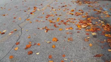 Renkli kırmızı, sarı, yeşil ve turuncu yaprakları sonbahar mevsiminde temiz havada hareket ediyor. 4k video