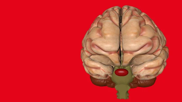 Modelo anatómico 3D del cerebro humano para estudiantes de medicina . —  Fotos de Stock