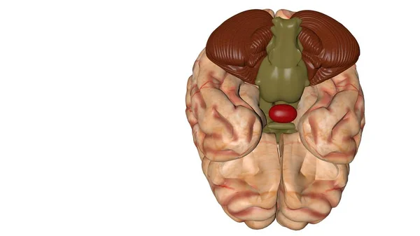 Anatomiczny model 3D ludzkiego mózgu dla studentów medycyny. — Zdjęcie stockowe