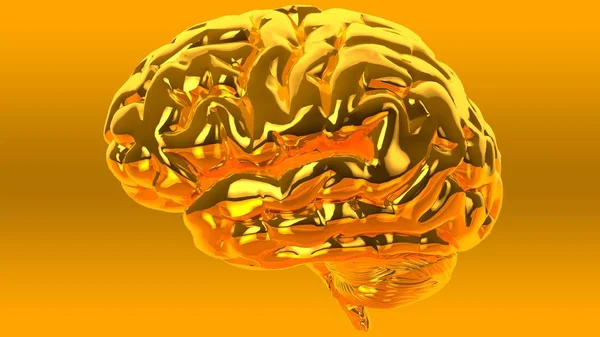 Anatomische 3D-model van menselijk brein voor medische studenten. — Stockfoto