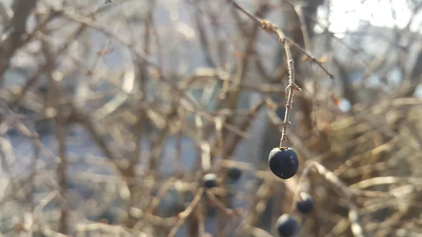 Vue rapprochée des frênes des montagnes noires — Photo