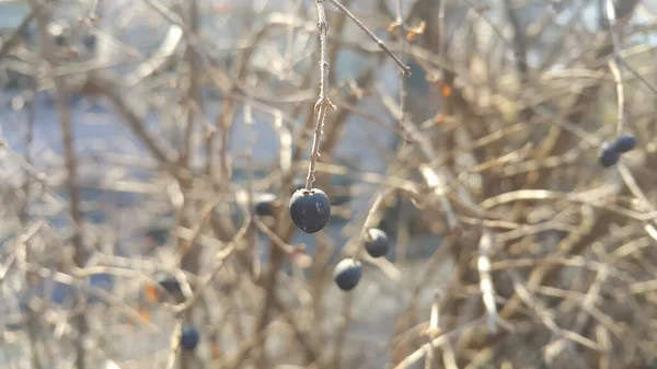 Vue rapprochée des frênes des montagnes noires — Photo