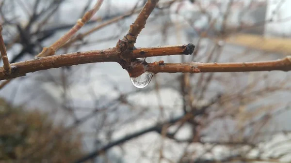 Closeup macro view of tree branches with water drop dripping in autumn season — Stock Photo, Image