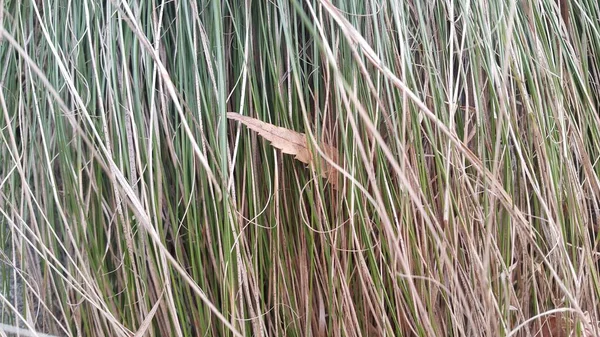 A close up view of green and dried grass — Stock Photo, Image