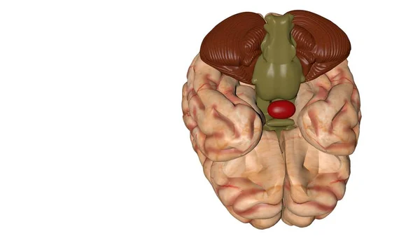 医学生人脑解剖三维模型. — 图库照片