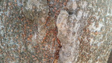 arka plan ve doku için ağaç soyma makro yakın doku