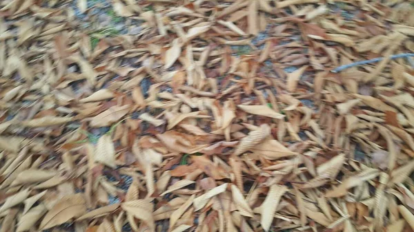 Сушеные коричневые и свежие зеленые листья на полу в течение осеннего сезона — стоковое фото