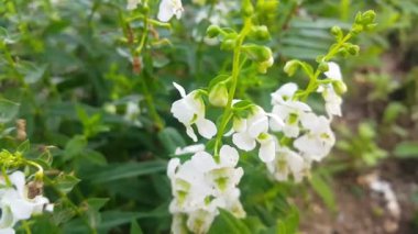 Bahar mevsiminde temiz havada hareket eden yeşil yapraklı beyaz çiçeğin 4k videosu