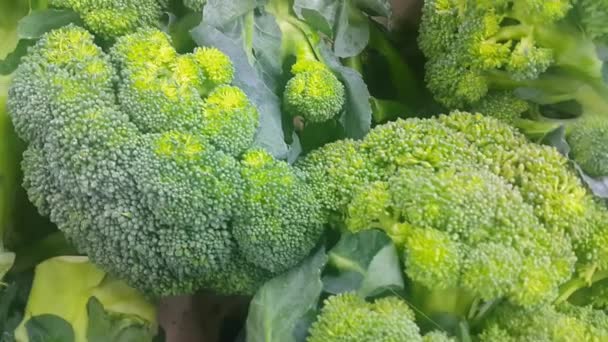 Närbild Ovanifrån Grön Färsk Broccoli Högen Släpps Marknaden För Försäljning — Stockvideo