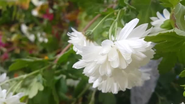 Видео Белого Цветка Зелеными Листьями Движущимися Свежем Воздухе Течение Осеннего — стоковое видео