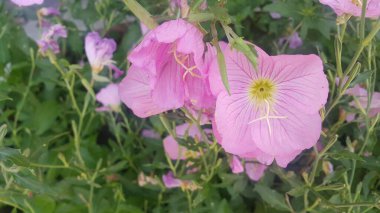 Pembe yaprakları ile güneş ışığı altında birkaç pembe çiçek görünümü yakın