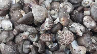 Taze hasat mantar büyük yığını closeup görünümü.