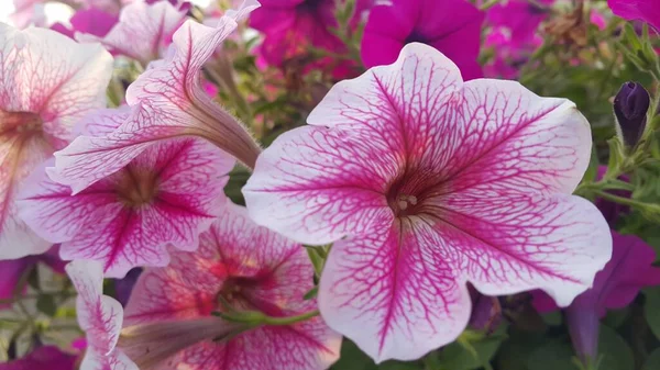 Закройте вид на несколько розовых цветков под солнечным светом с розовыми лепестками — стоковое фото