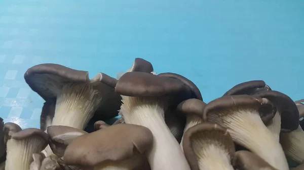 Closeup view of big pile of fresh harvested mushrooms. — Stock Photo, Image