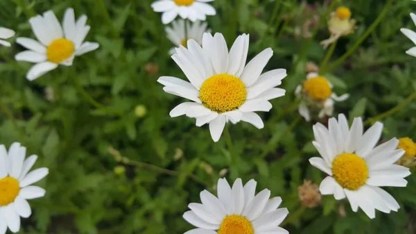 Закрыть красивый свежий белый цветок с зеленым фоном листьев — стоковое фото