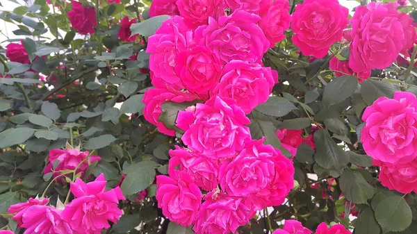 Rosa rossa fiore con stami e foglie verdi sullo sfondo — Foto Stock