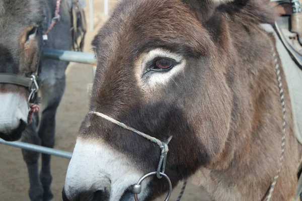 Brown donkey face with big eyes and large ears looking at camera standing inside a fence. Close-up on a donkey head profile in a natural environment in day time.