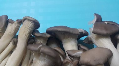 Büyük taze toplanmış mantar yığınının yakın görüntüsü. Markette satılık mantarların yiyecek geçmişi. Sebze arkaplanı