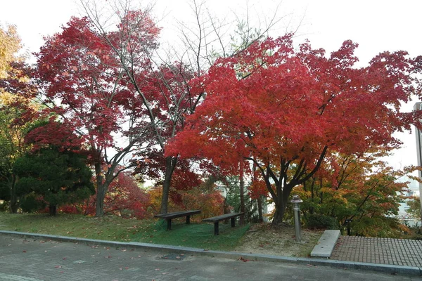 Parktaki Ağaçlarda Renkli Yapraklar Kırmızı Sarı Turuncu Yeşil Yapraklar Ağaçlarda — Stok fotoğraf
