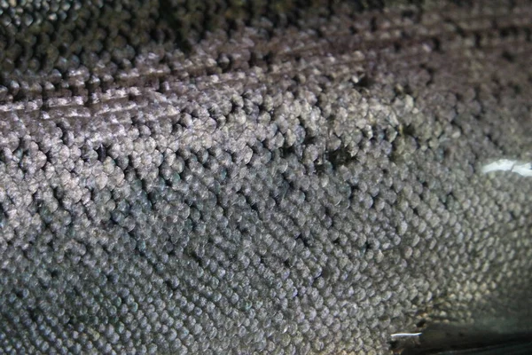 Pesce Texture Modello Sfondo Della Pelle Struttura Grigia Grigia Argento — Foto Stock