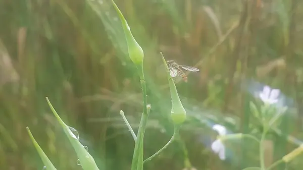 Vista Vicino Delle Spigole Orzo Della Segale Nel Campo Orzo — Foto Stock