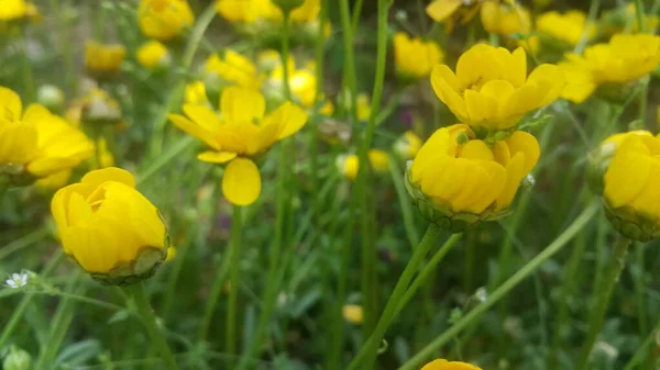 Vista Vicino Bel Fiore Giallo Contro Uno Sfondo Sfocato Foglie — Foto Stock