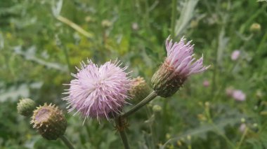 Omurga uçlu üçgen yaprakları ve dikenli frenlerle çevrili mor çiçek başları olan daimi devedikeni bitkisi. Cirsium verutum devedikeni olarak da bilinir..