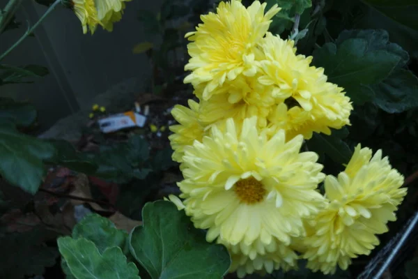 Szoros Kilátás Szép Sárga Virág Ellen Zöld Levelek Elmosódott Háttér — Stock Fotó