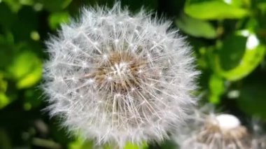 Beyaz kabarık çiçeğin (Bilimsel adı: Calliandra haematocephala 'Alba') bahar mevsiminde temiz havada hareket eden yeşil yapraklarla yakın görüntüsü. 4K taze çiçek videosu.